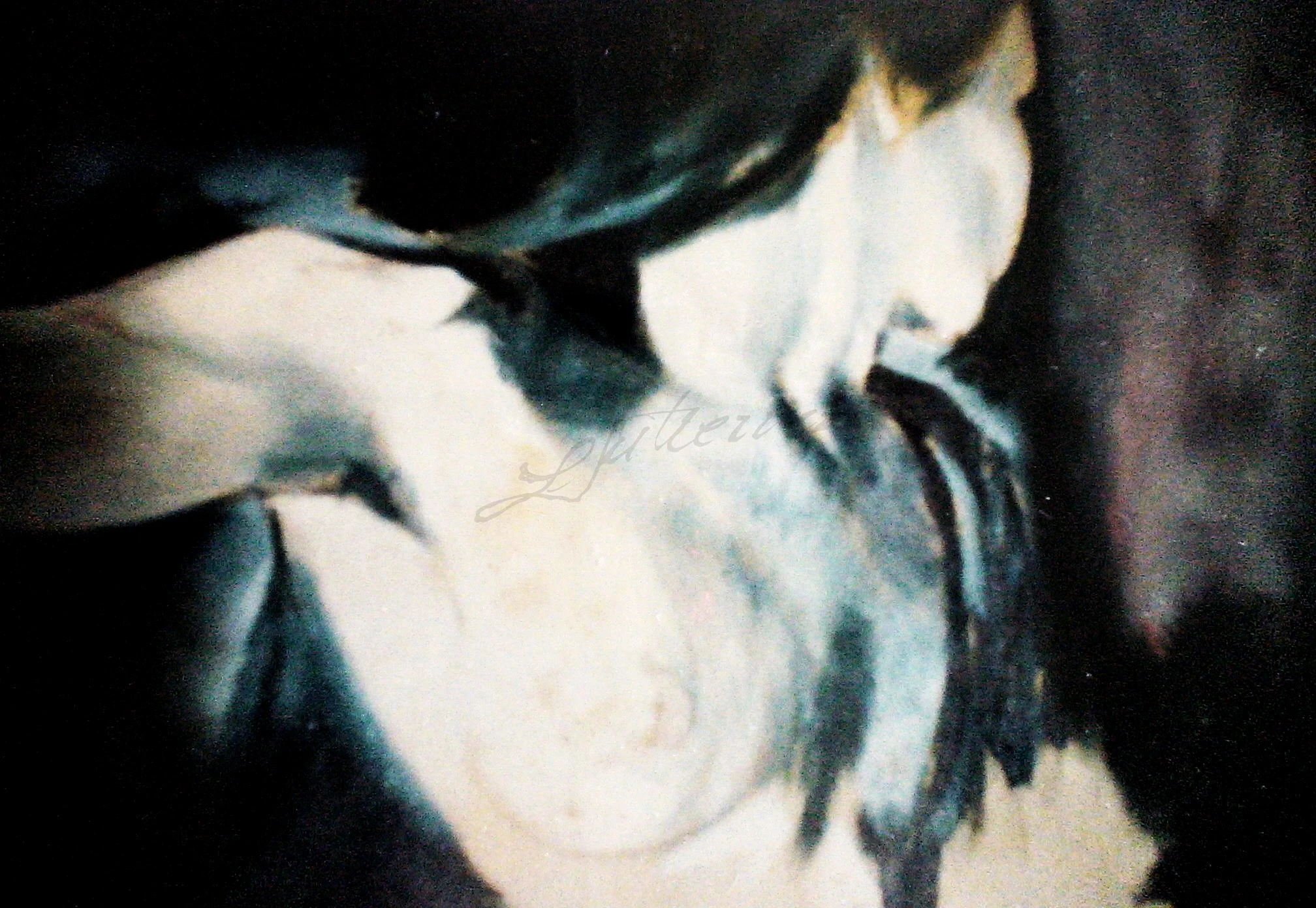 -, Acervo