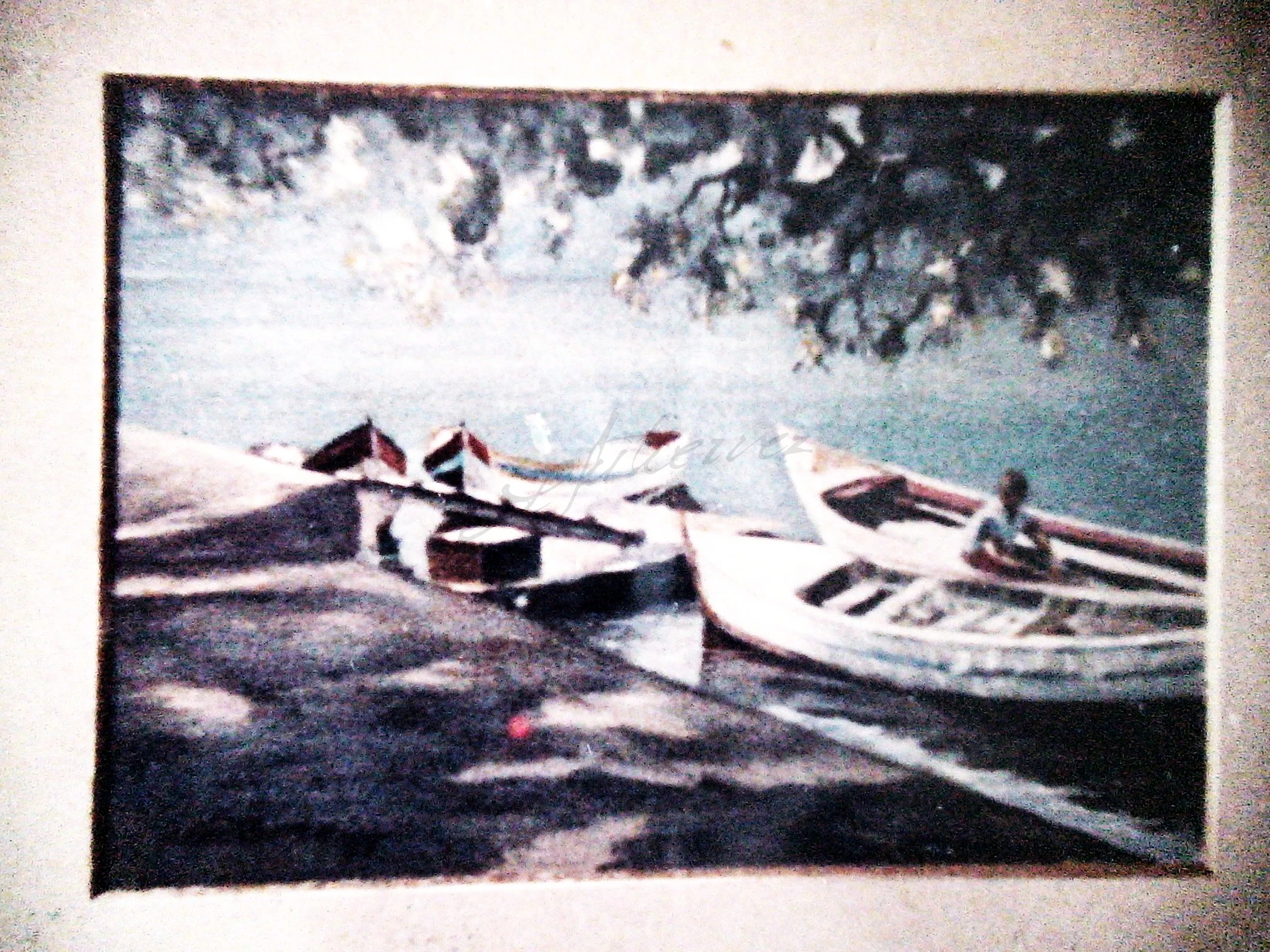 Tamarindo, Acervo